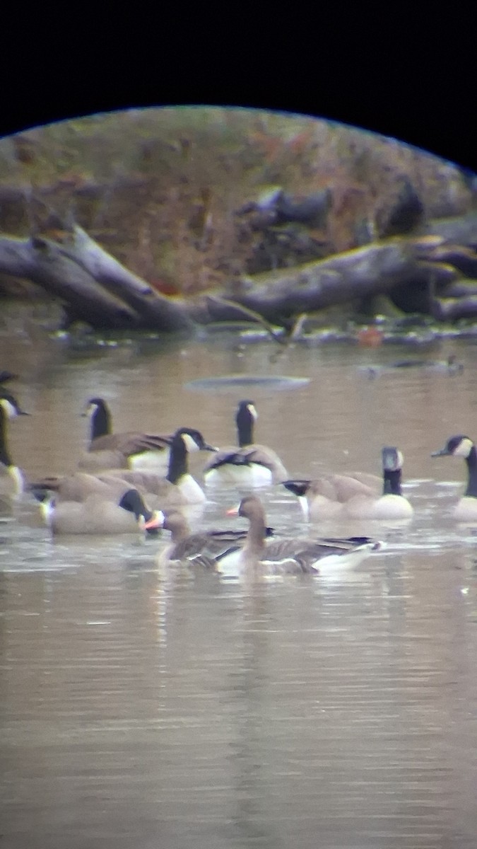 マガン - ML645782138