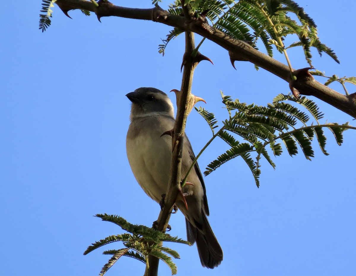 ホオグロスズメ - ML645782142