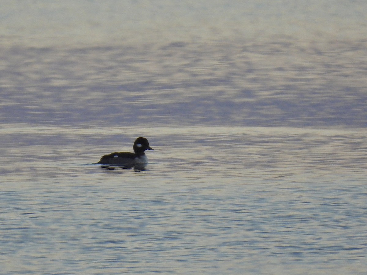 ヒメハジロ - ML645782145