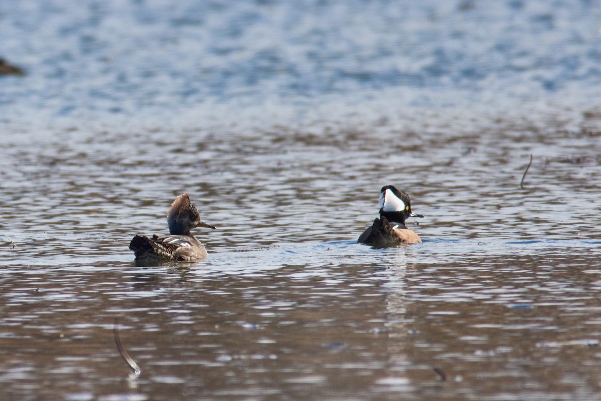 オウギアイサ - ML645782147