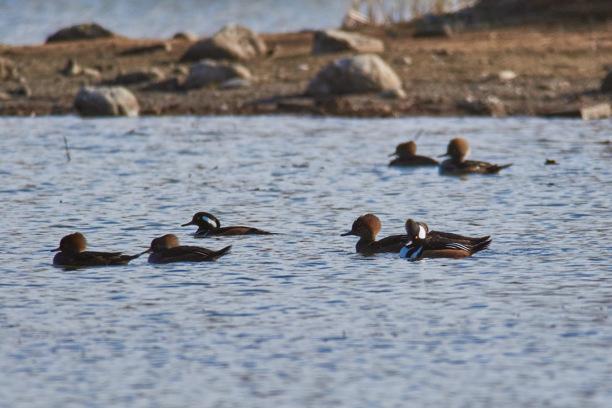 オウギアイサ - ML645782148