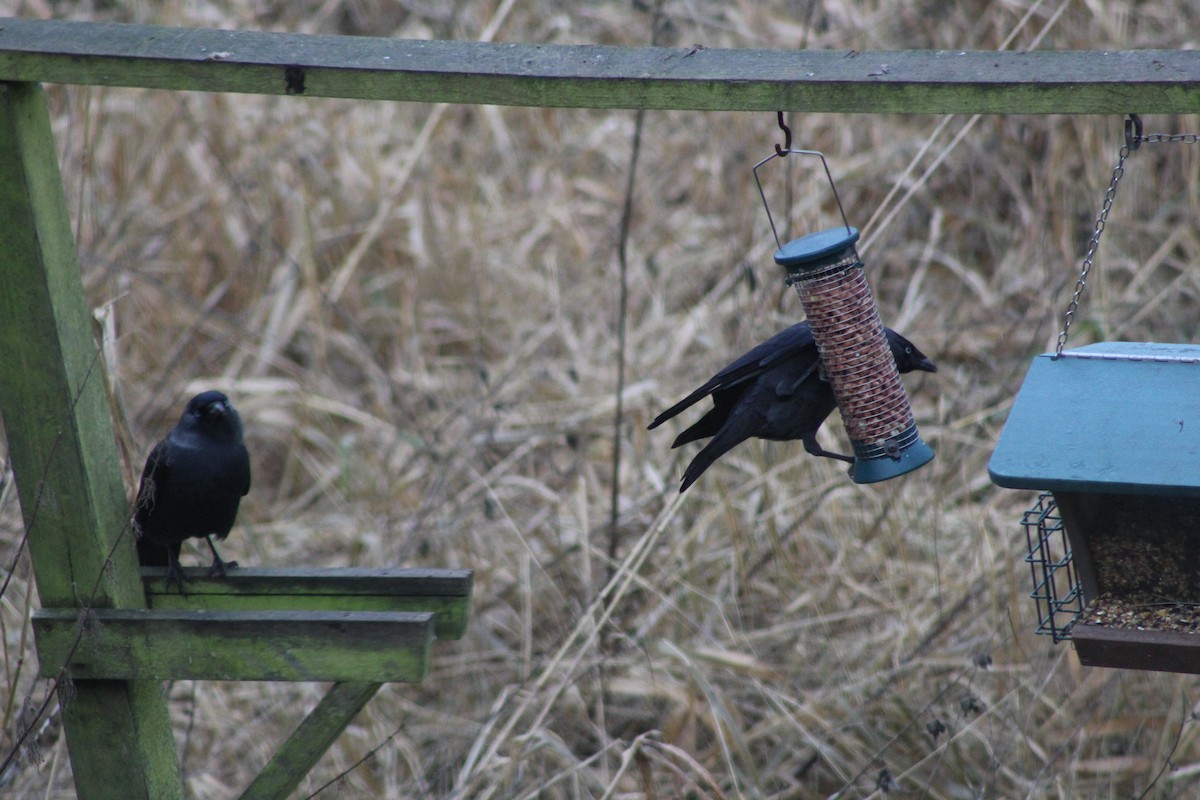 ニシコクマルガラス - ML645782149