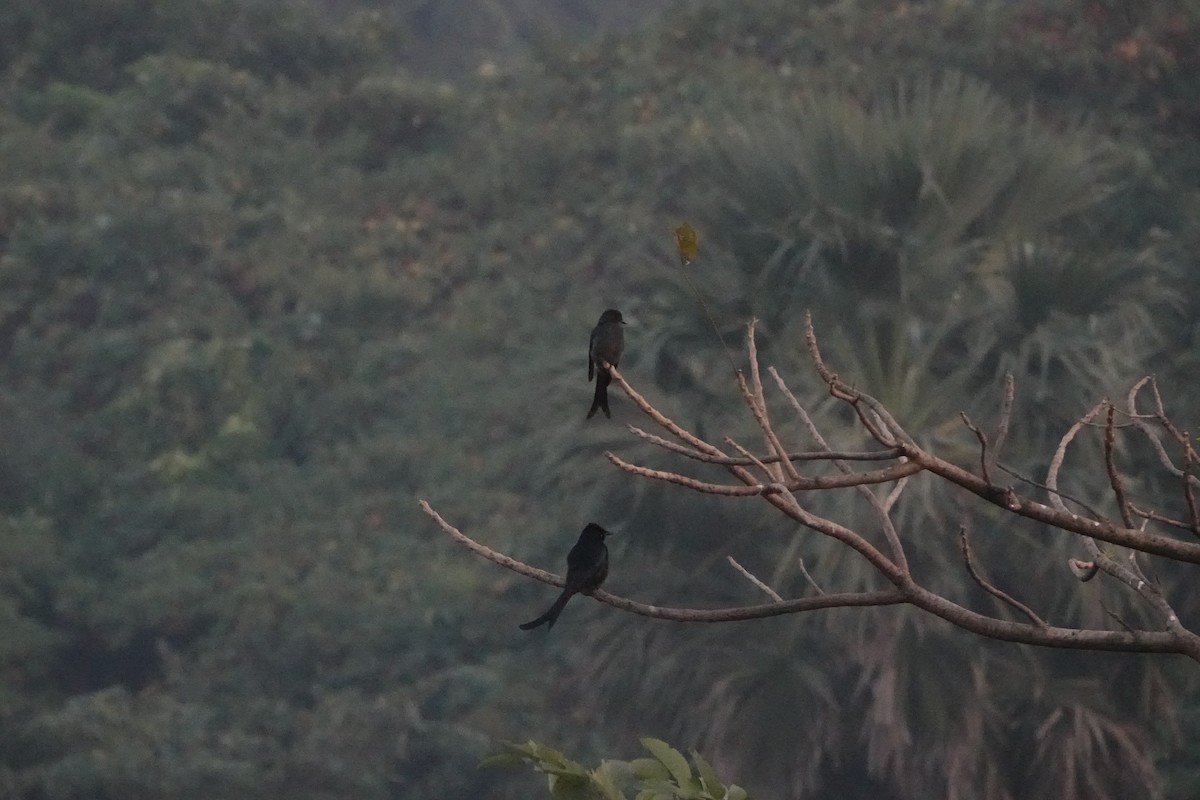 オウチュウ - ML645782152