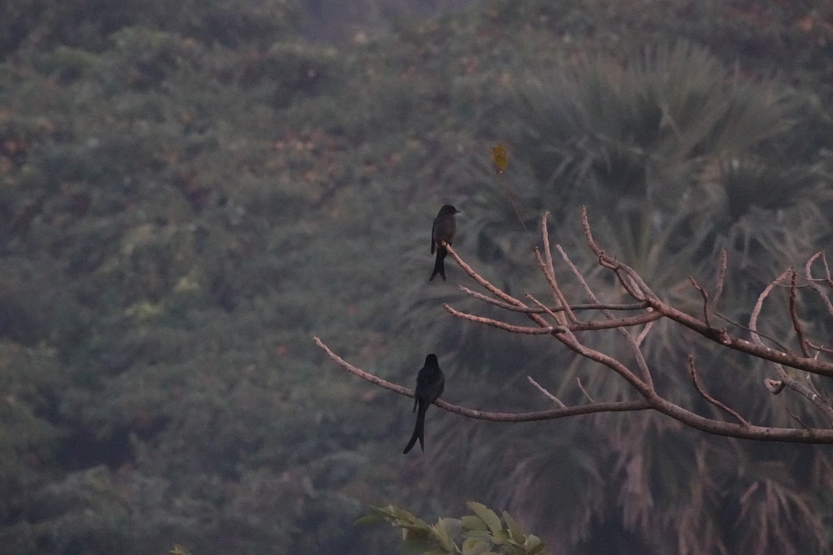 オウチュウ - ML645782153