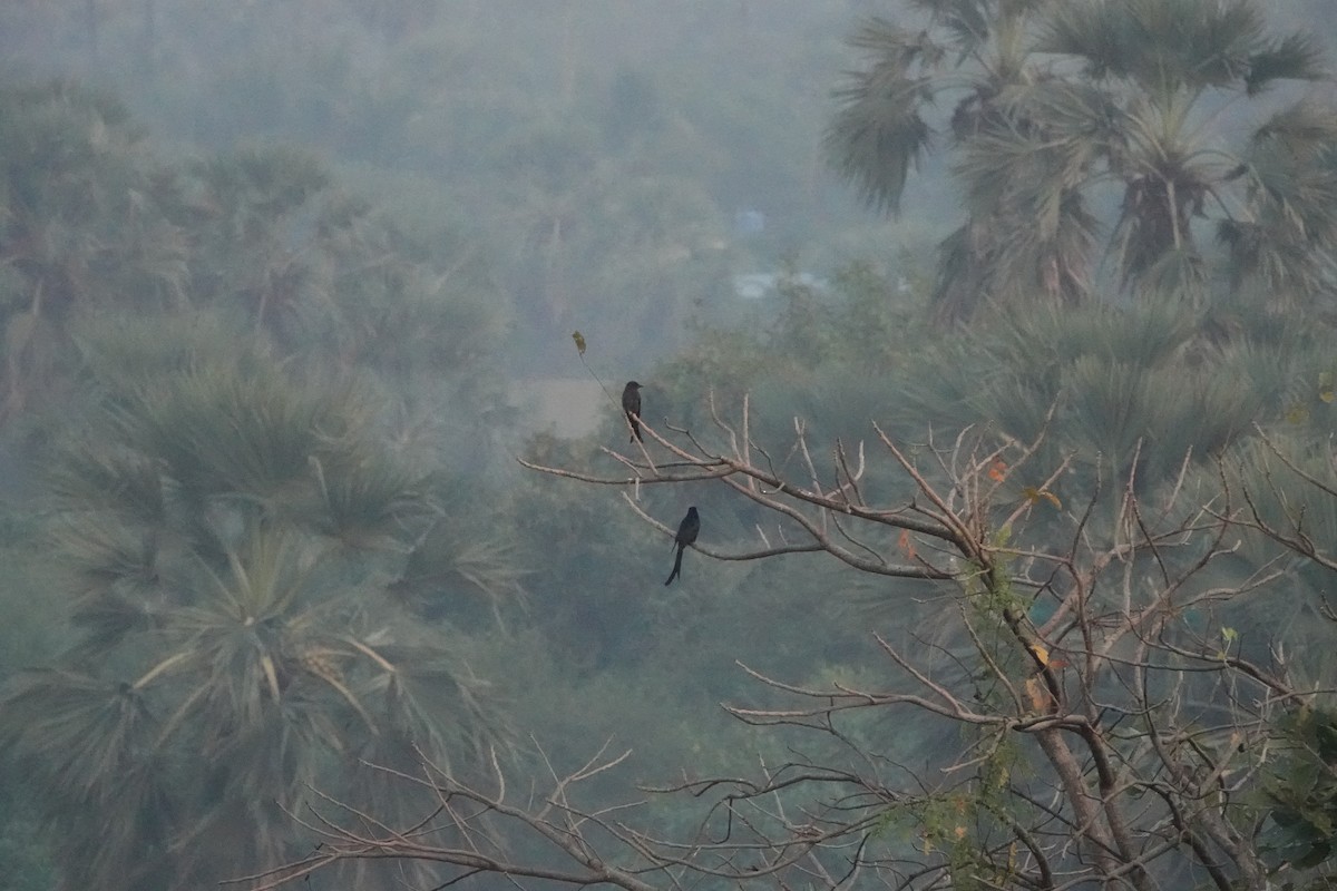 オウチュウ - ML645782154