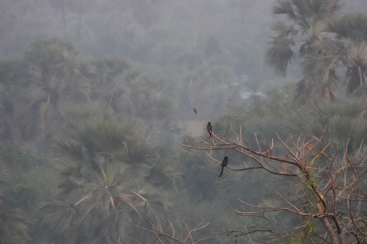 オウチュウ - ML645782155