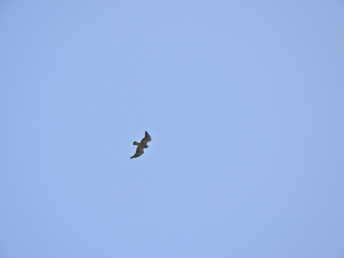 アレチノスリ - ML645782157