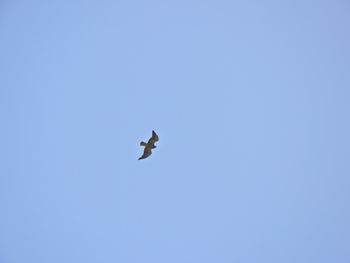 アレチノスリ - ML645782159