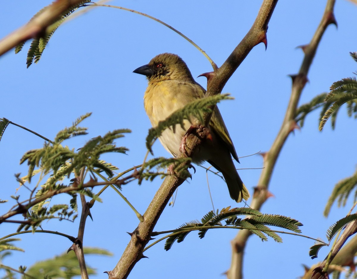 ケープハタオリ - ML645782165