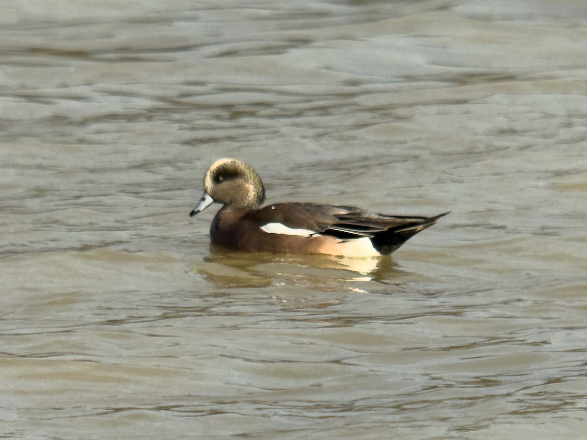 American Wigeon - ML645782166