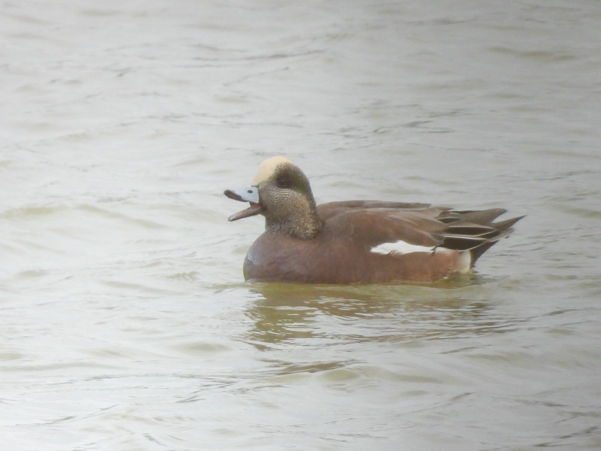 American Wigeon - ML645782167