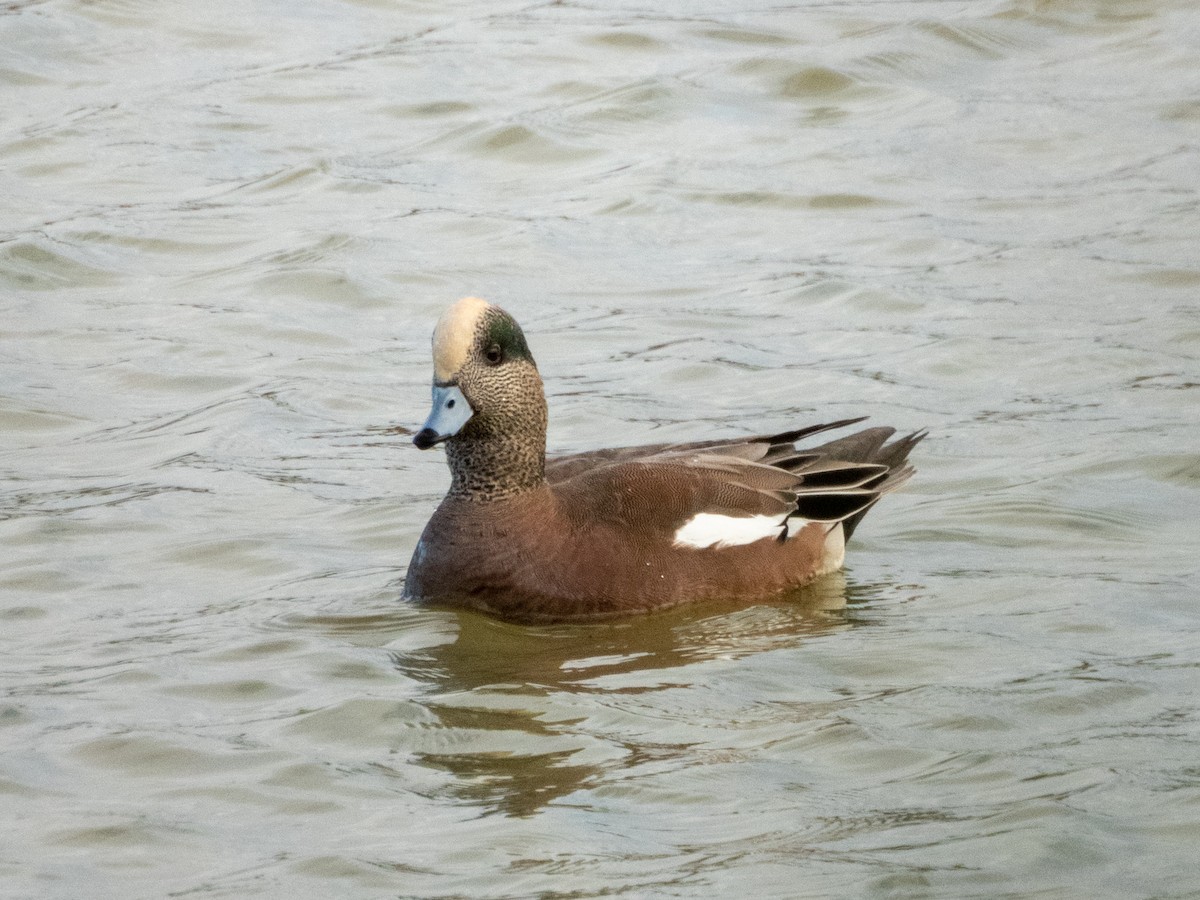 American Wigeon - ML645782168