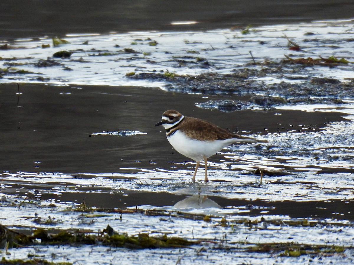 フタオビチドリ - ML645782169