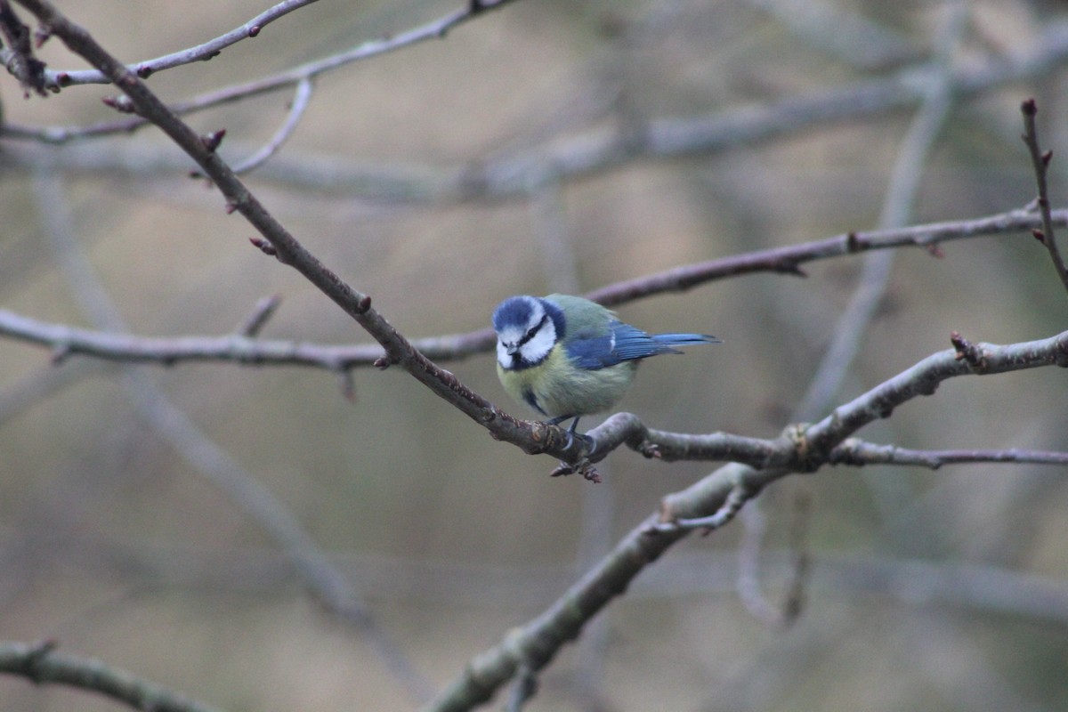 アオガラ - ML645782173