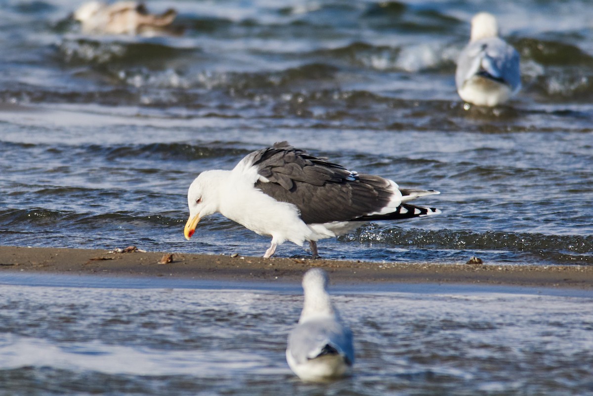 オオカモメ - ML645782174