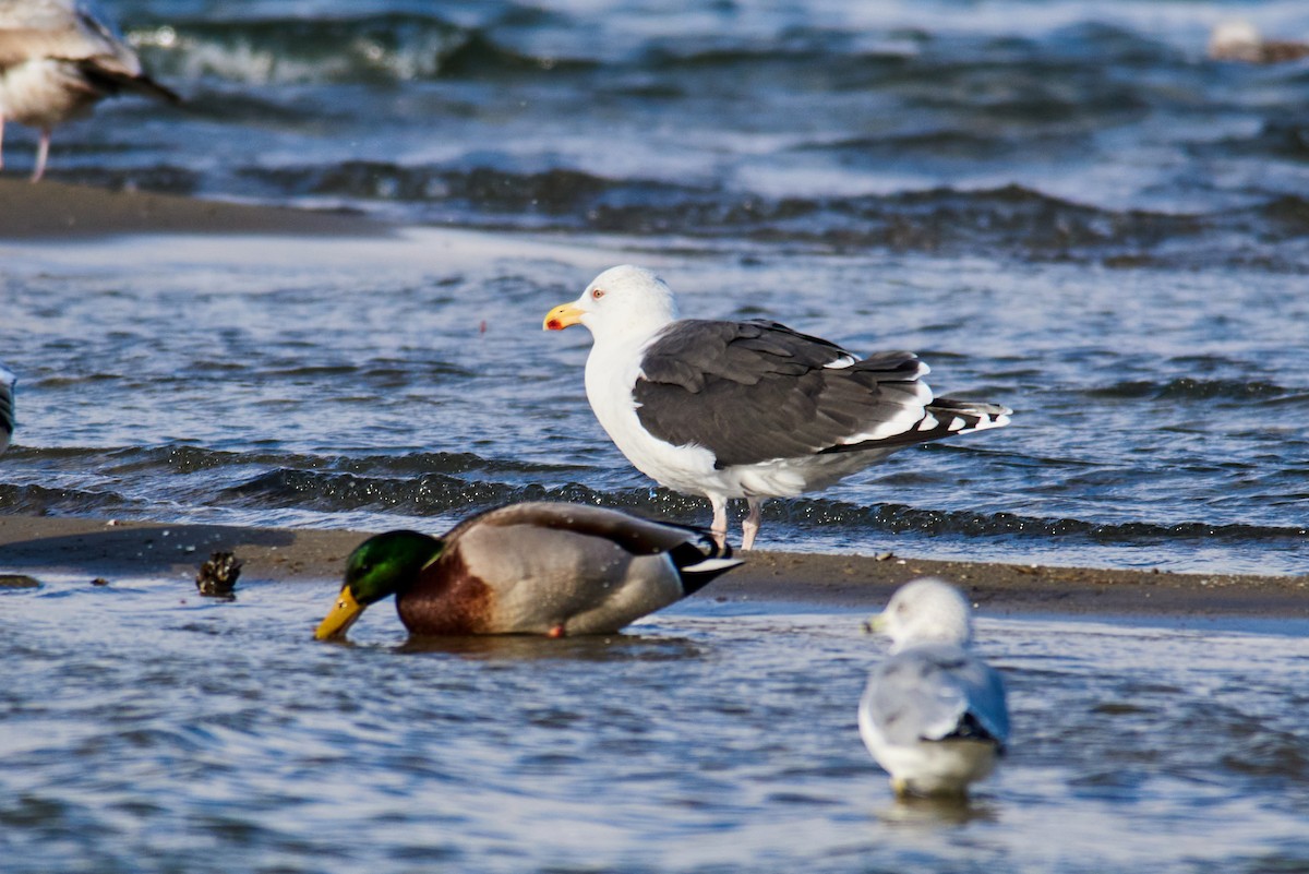 オオカモメ - ML645782175