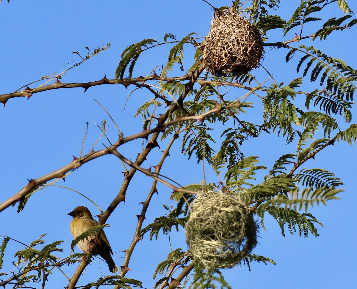 ケープハタオリ - ML645782176