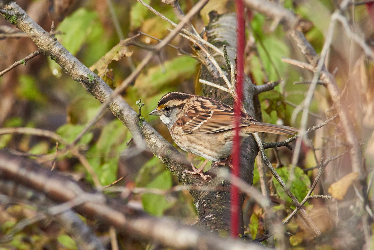 ノドジロシトド - ML645782177