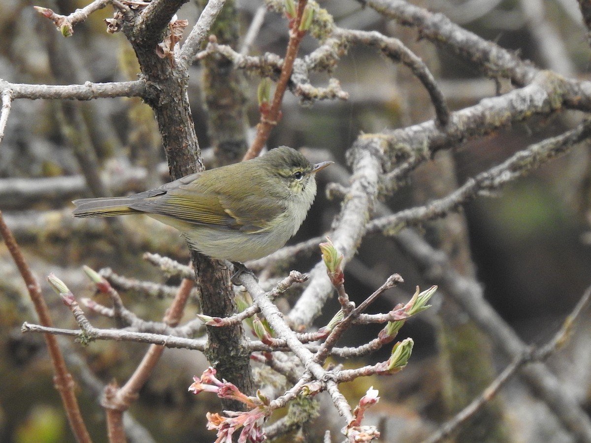 Large-billed Leaf Warbler - ML645782183