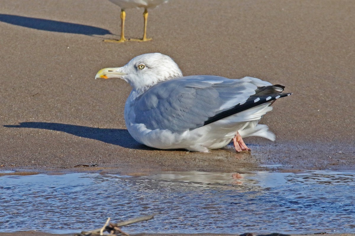 American Herring Gull - ML645782191