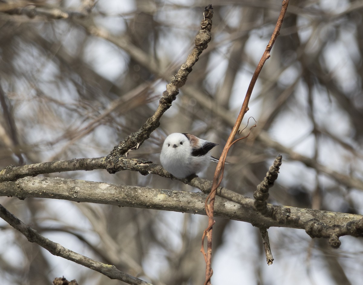 Long-tailed Tit (caudatus) - ML645782192
