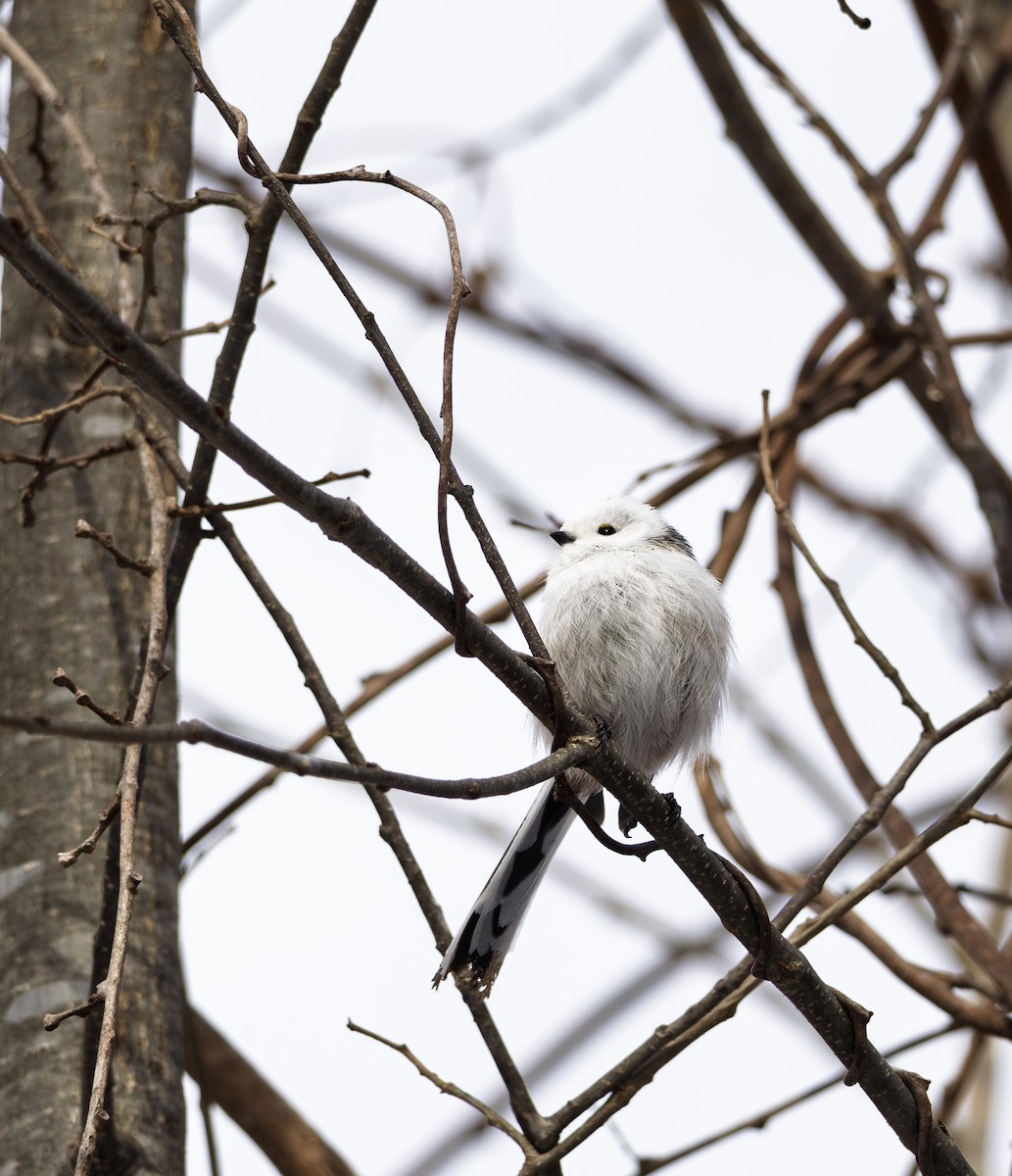 Long-tailed Tit (caudatus) - ML645782193