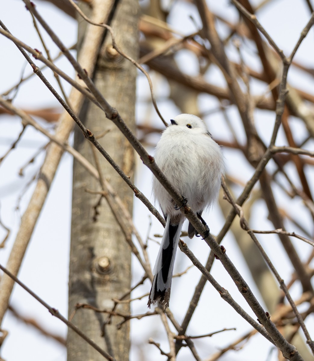 Long-tailed Tit (caudatus) - ML645782194