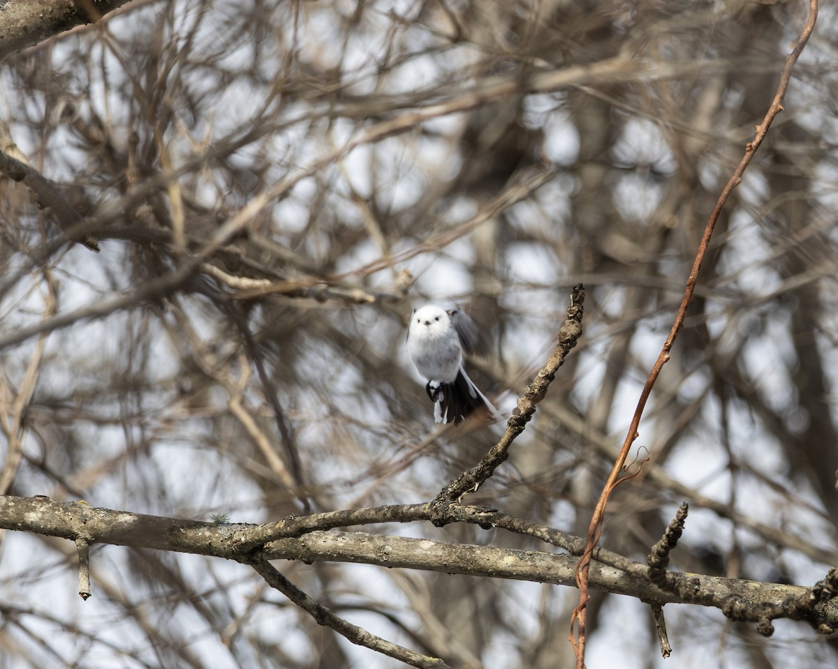 Long-tailed Tit (caudatus) - ML645782195
