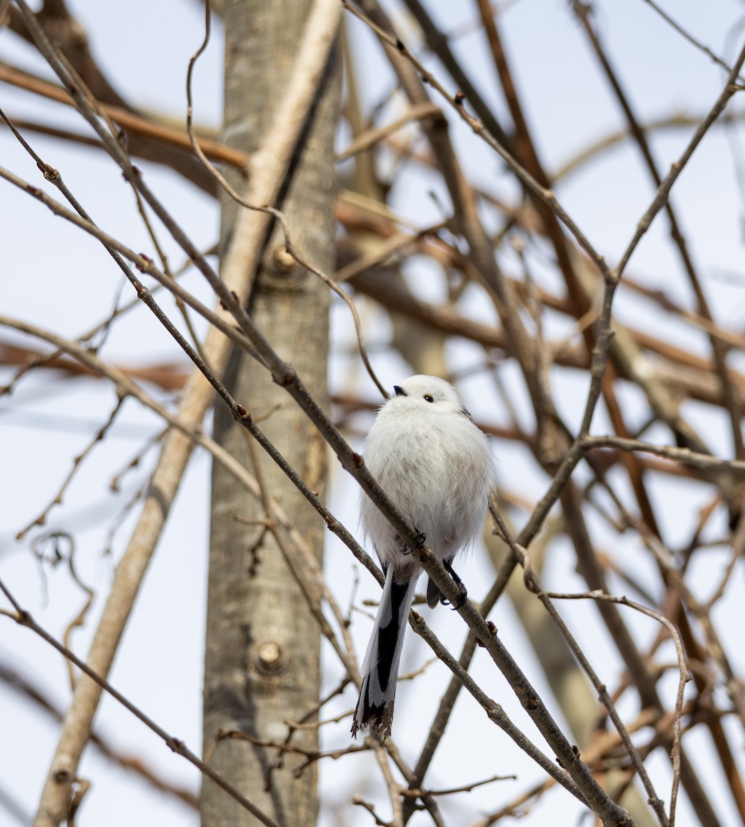 Long-tailed Tit (caudatus) - ML645782196