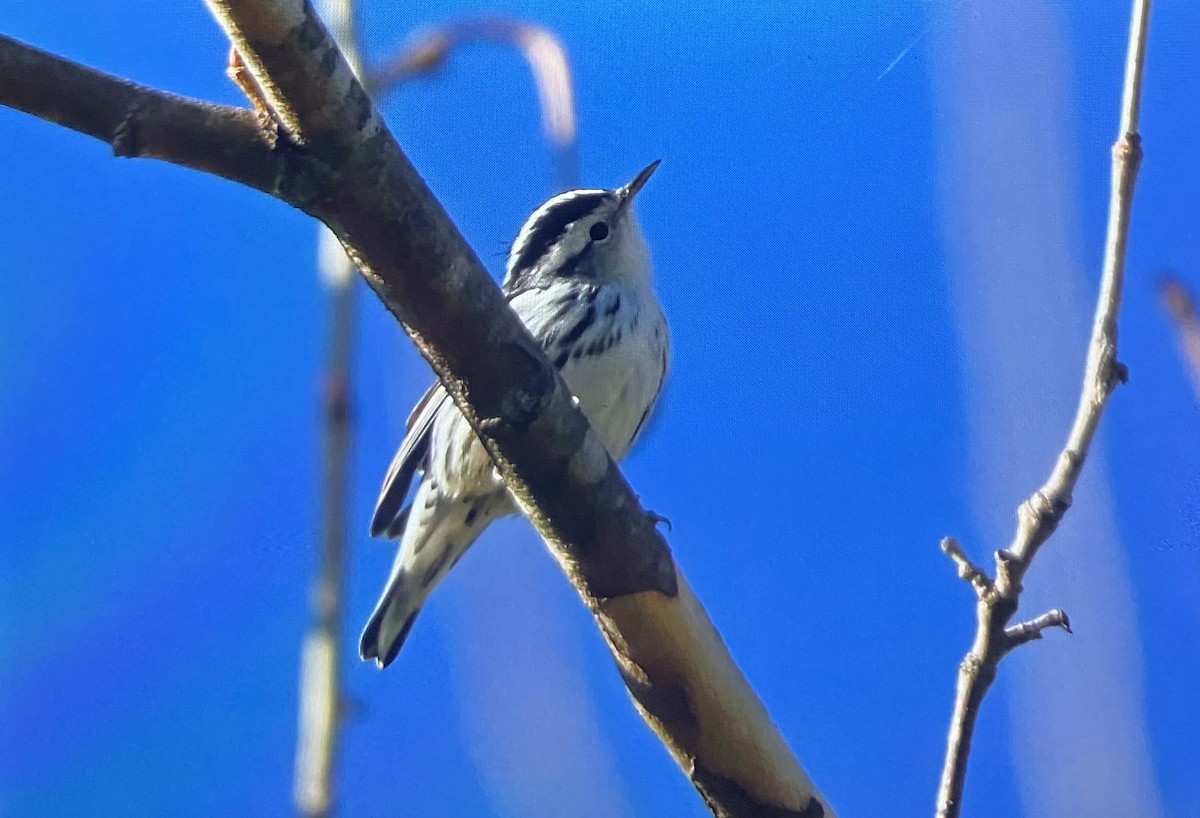 lesňáček černobílý - ML645782197