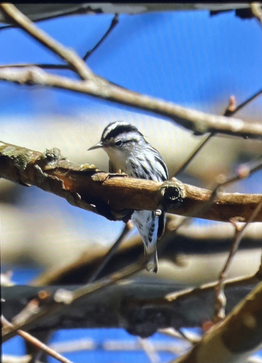 lesňáček černobílý - ML645782198
