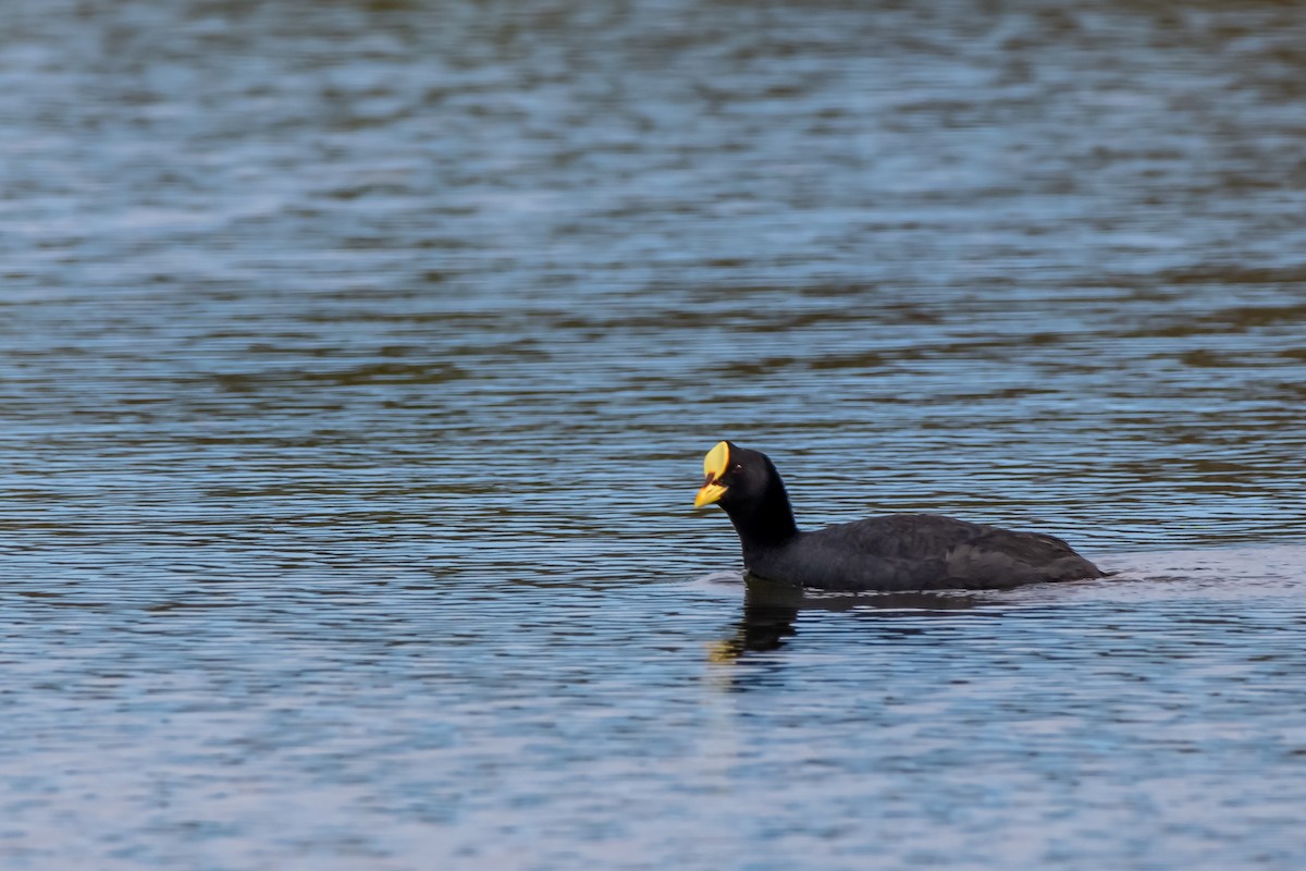 Red-gartered Coot - ML645782200