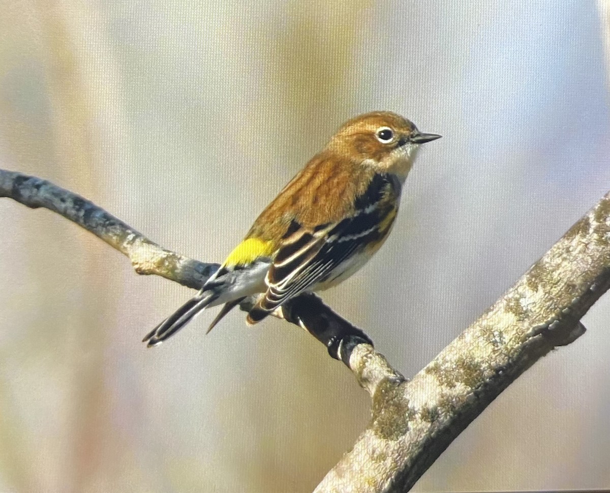 lesňáček žlutoskvrnný - ML645782201