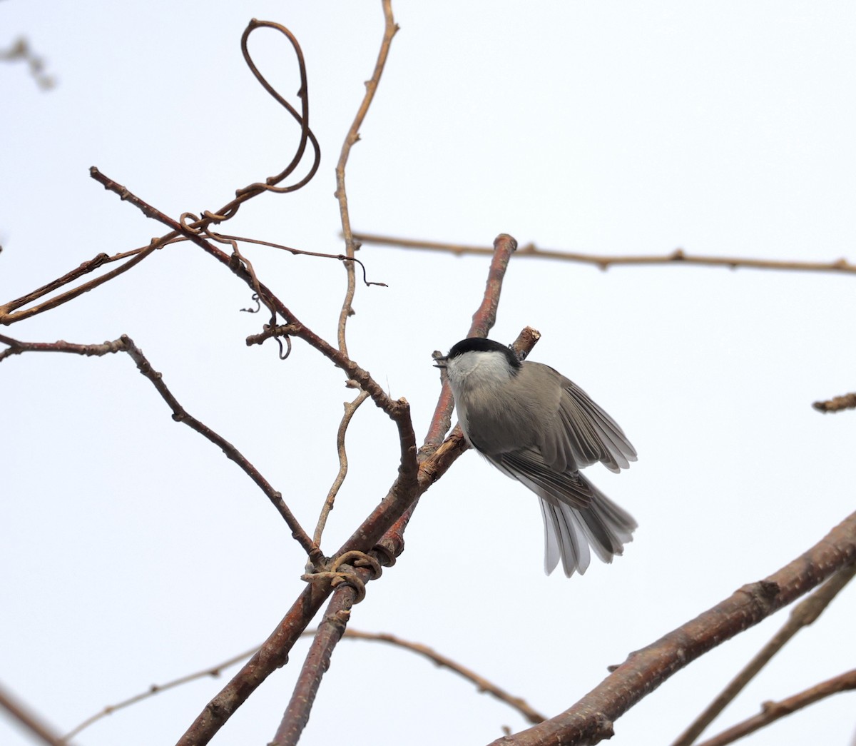 Willow Tit (Willow) - ML645782206