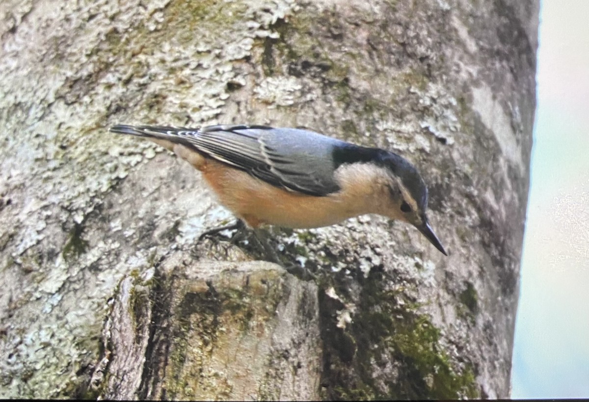 brhlík běloprsý - ML645782211