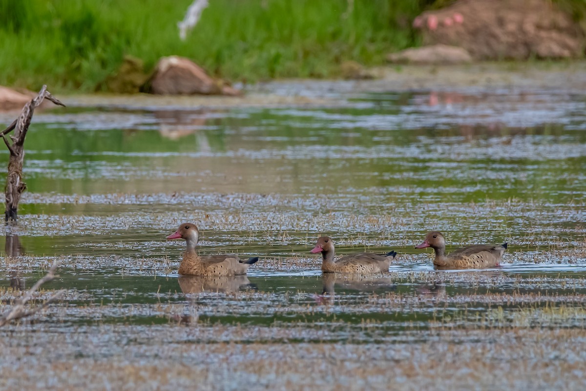 Brazilian Teal - ML645782216