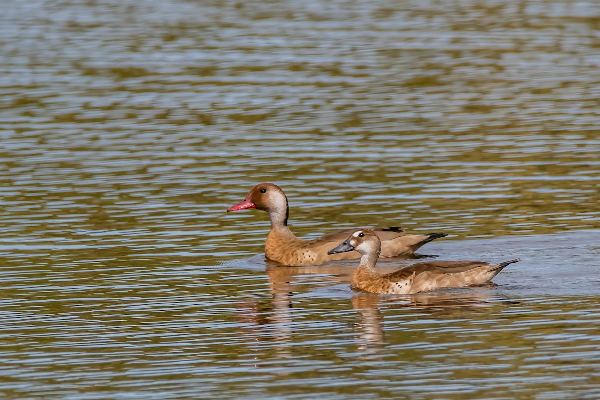 Brazilian Teal - ML645782217