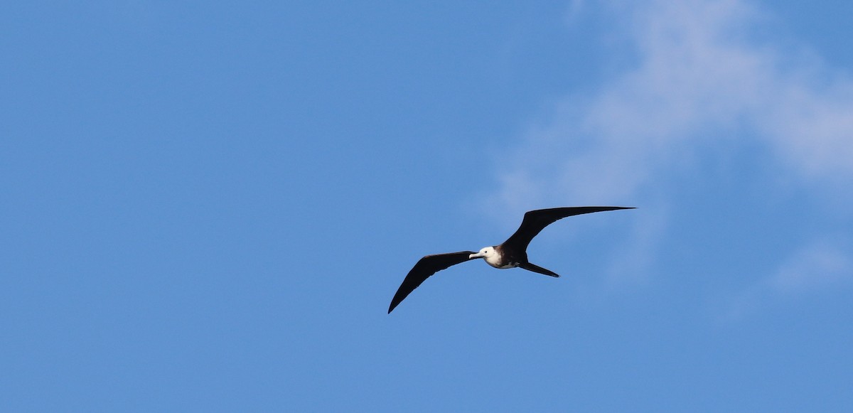 Magnificent Frigatebird - ML645782218