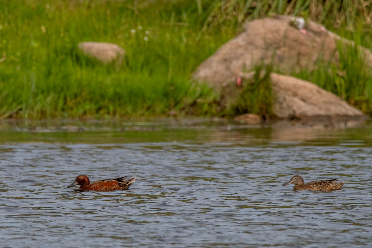 Cinnamon Teal - ML645782223