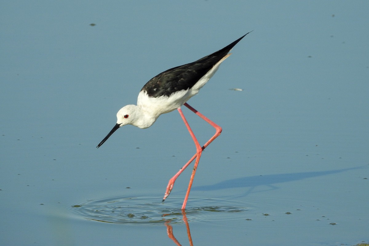 Black-winged Stilt - ML645782226