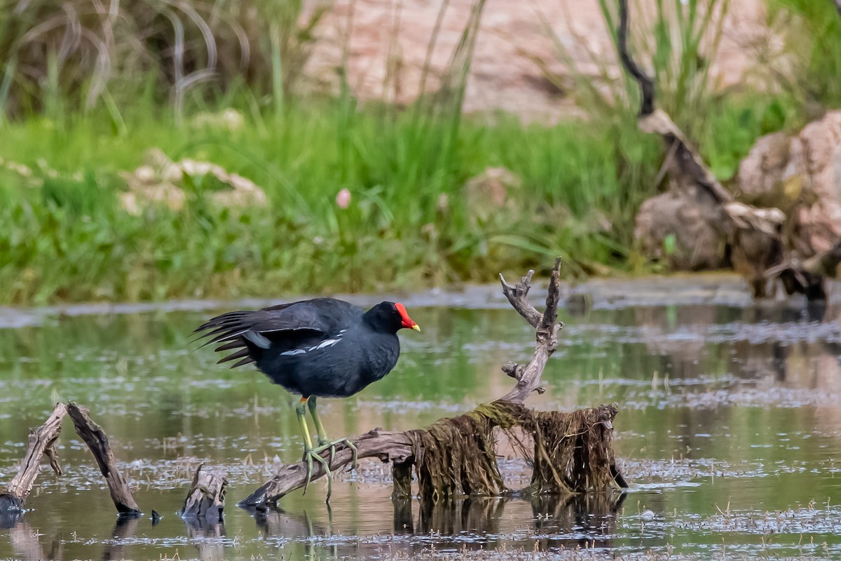Common Gallinule - ML645782227