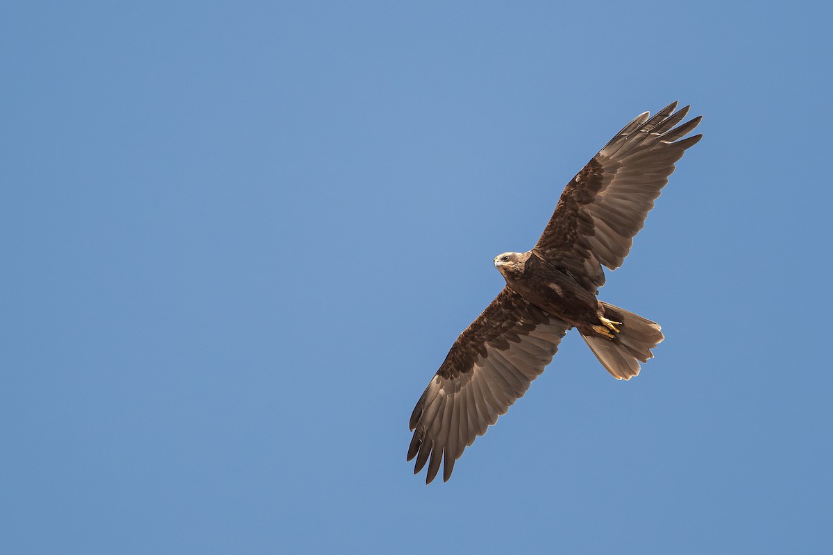 Western Marsh Harrier - ML645782237