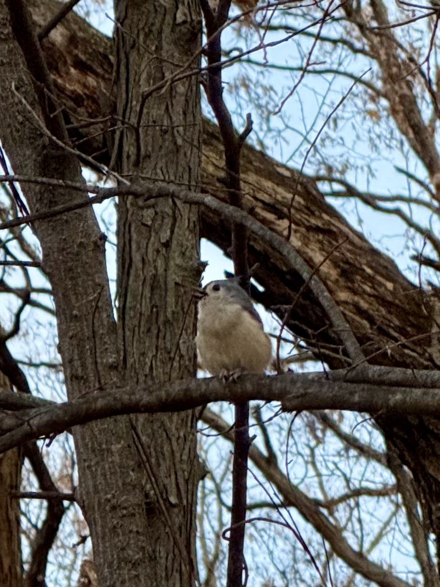 gråduskmeis - ML645782241