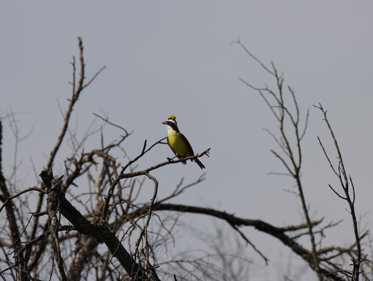 Great Kiskadee - ML645782243