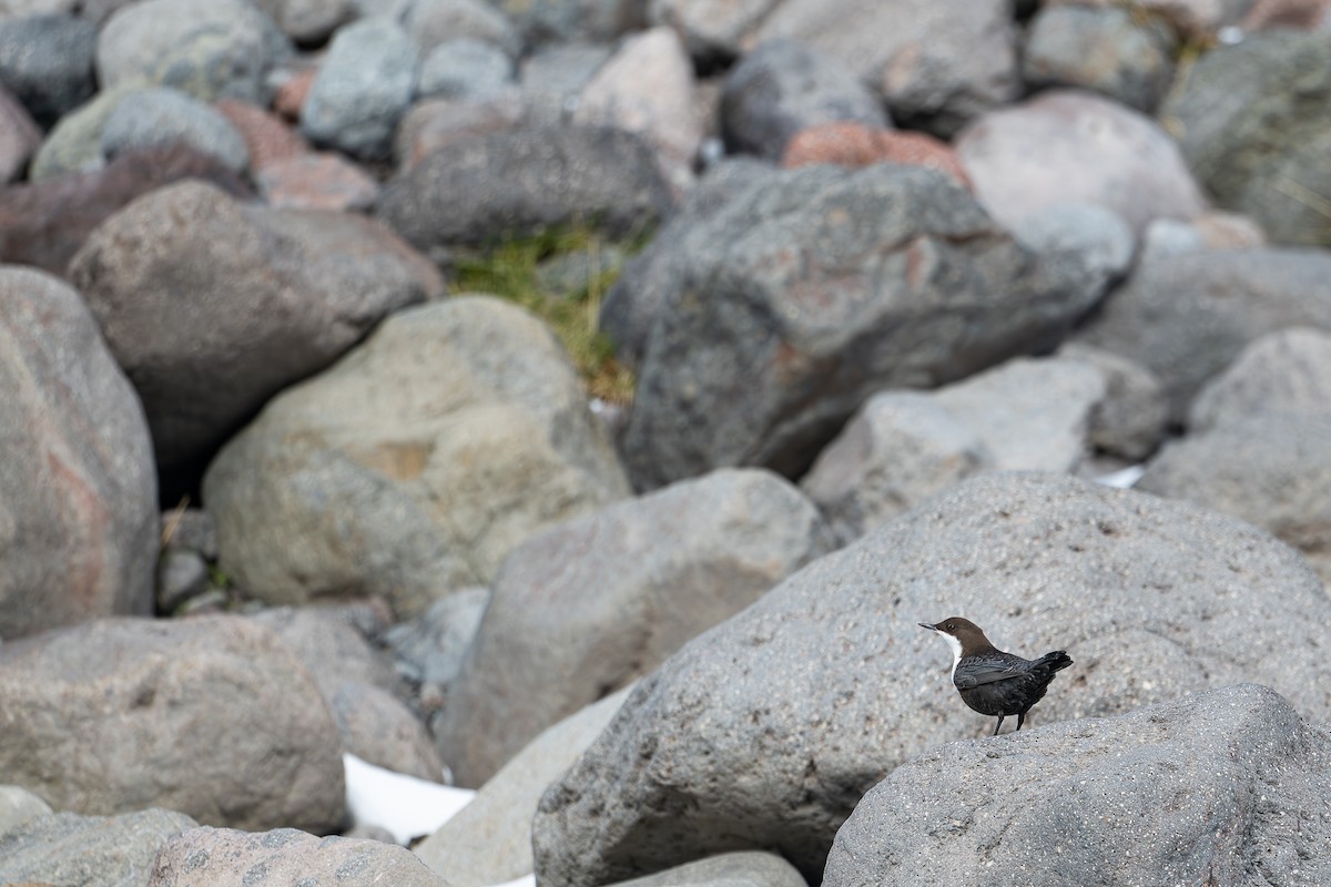 White-throated Dipper - ML645782247