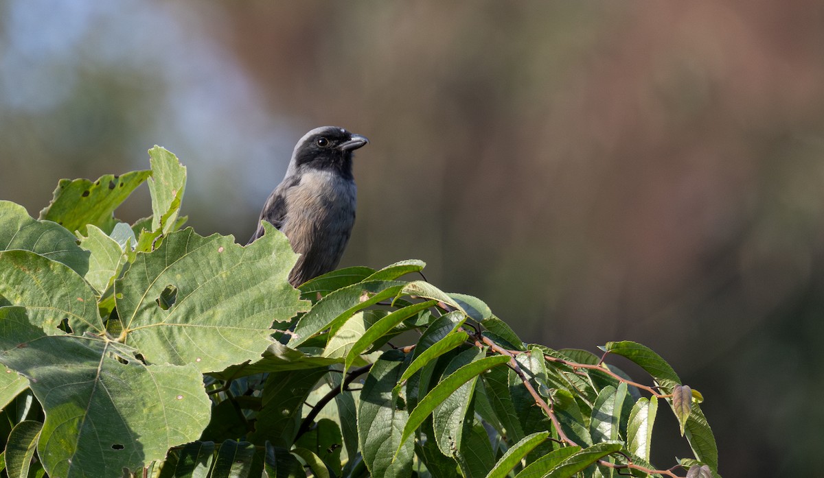 Long-tailed Shrike (schach) - ML645782269