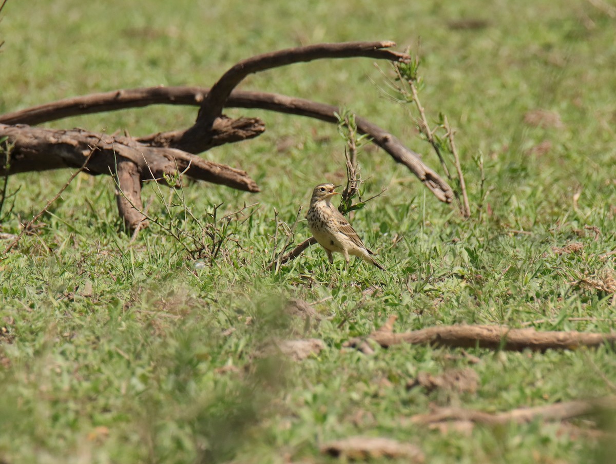 American Pipit - ML645782291
