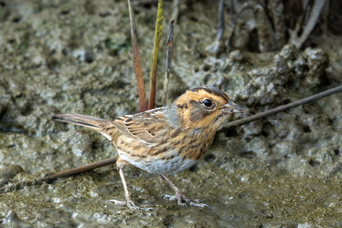 Nelson's Sparrow - ML645782295