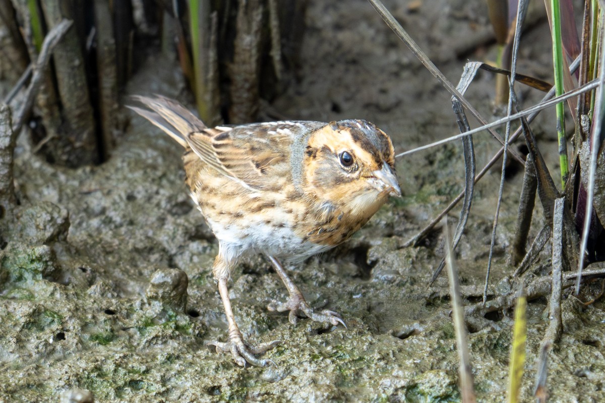 Nelson's Sparrow - ML645782296