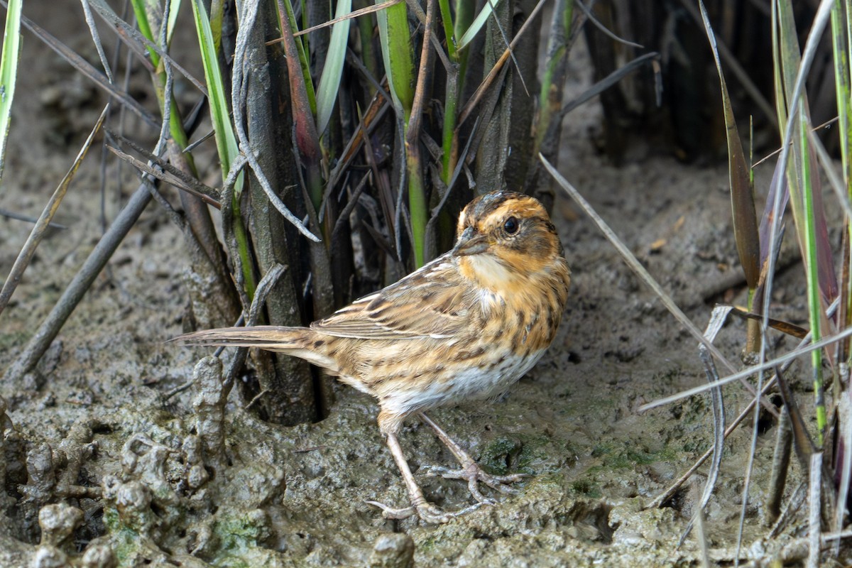 Nelson's Sparrow - ML645782297